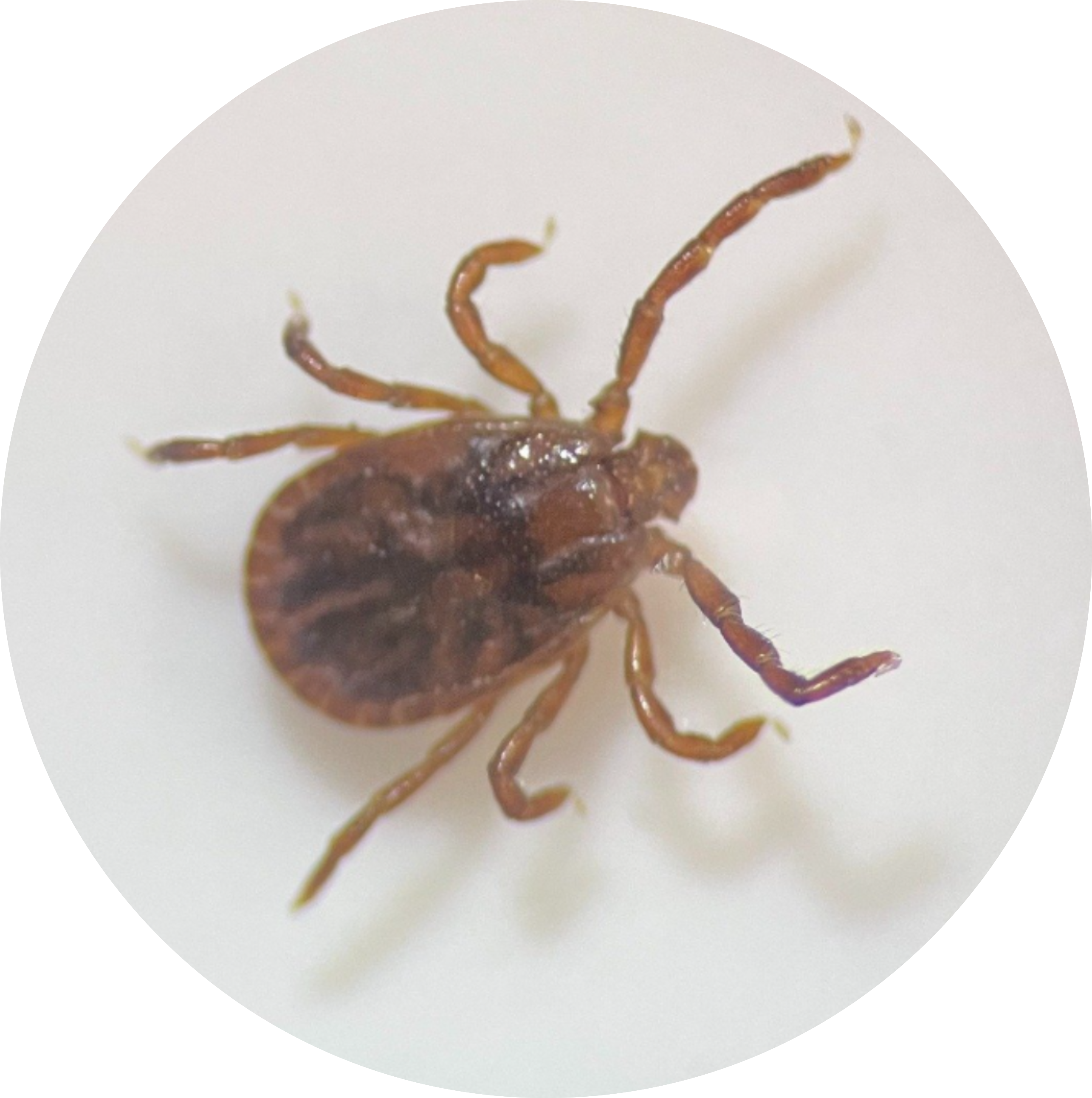 Asian longhorned tick