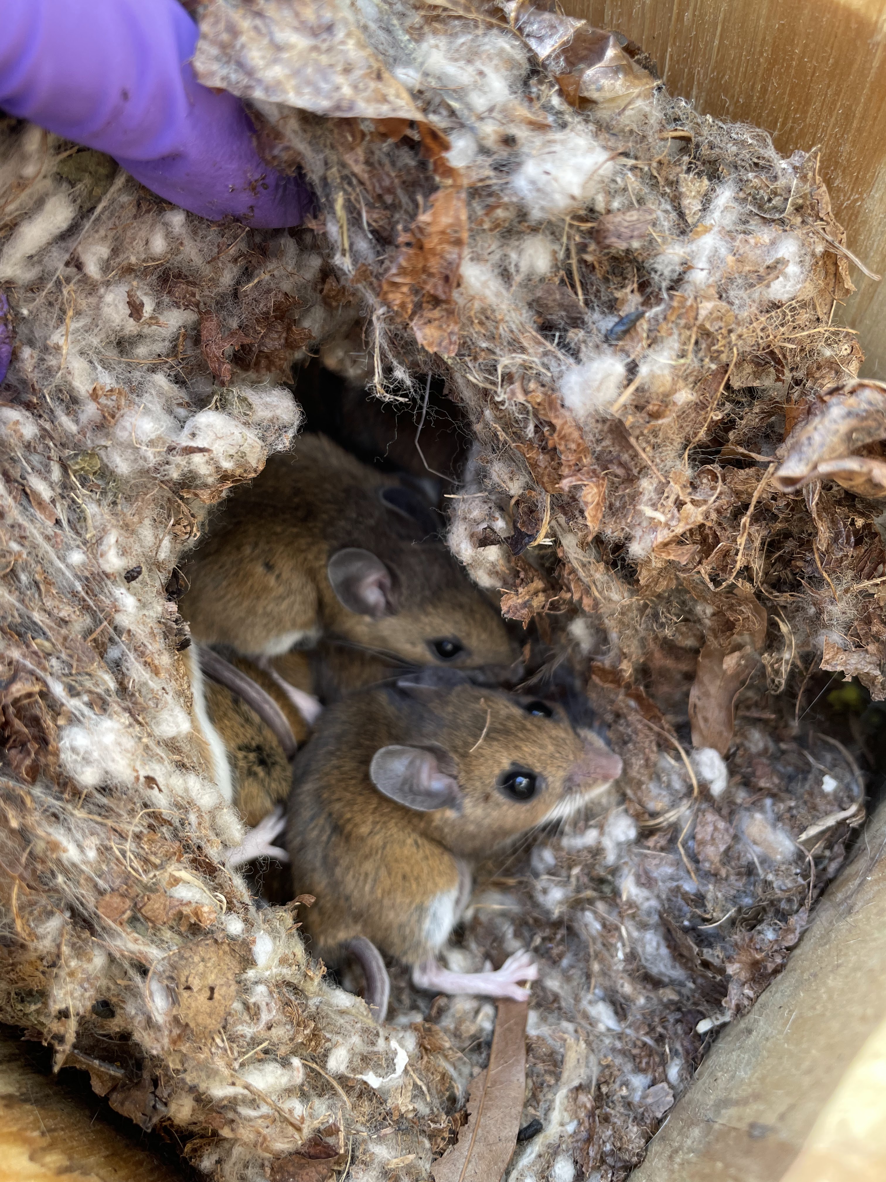 Mice in nesting box